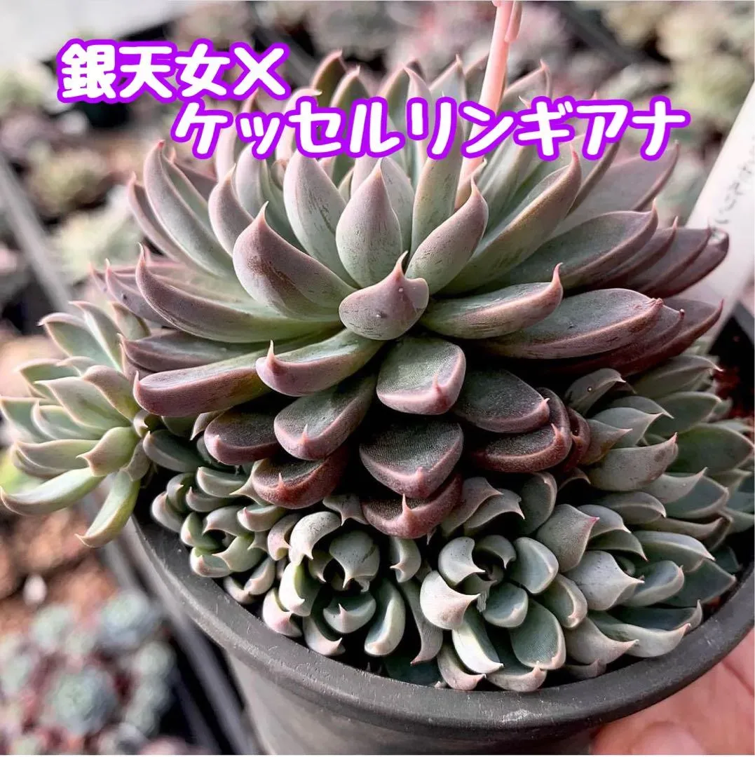 多肉植物 ケッセルリンギアナの育て方完全ガイド：初心者でも驚くほど簡単！美しい姿を保つ秘訣